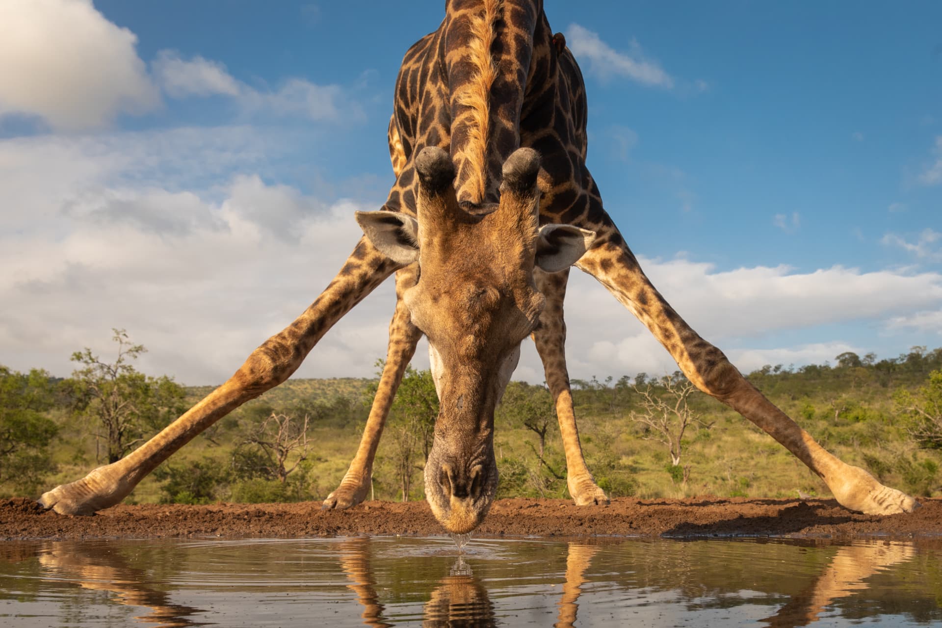 Giraffe bending down to drink from a watering hole, viewed from within the African habitat