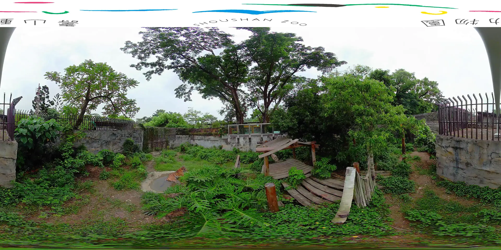 360-degree view from inside the Shoushan Zoo tiger habitat, with a tiger resting in a shallow pool
