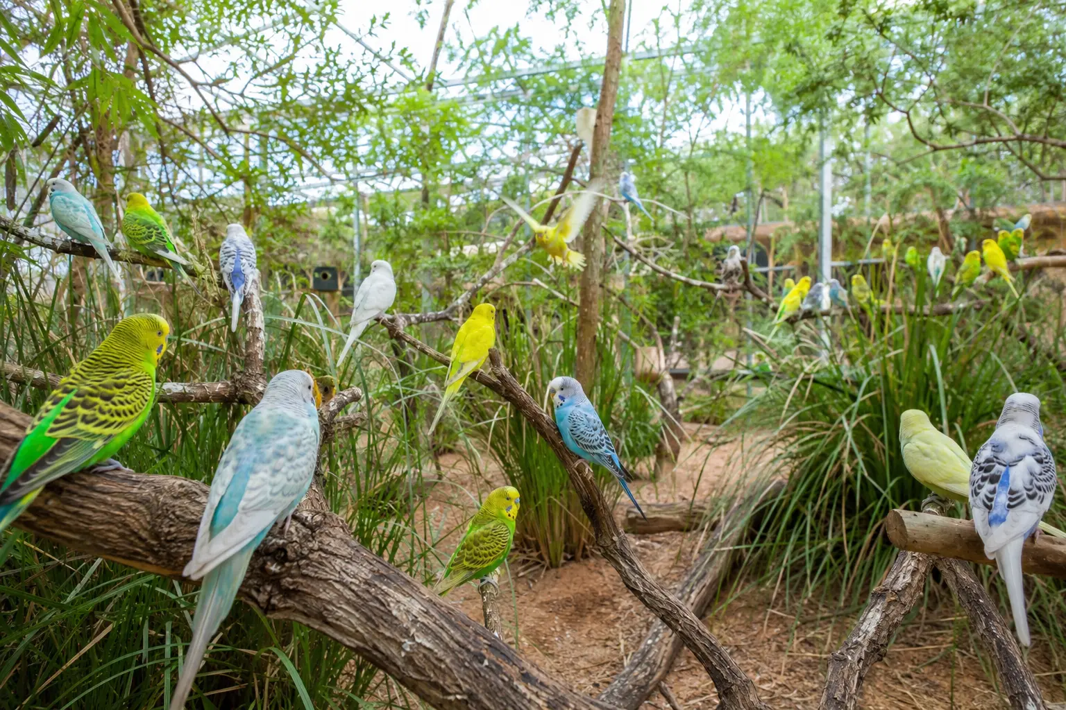 Colorful budgies perched on branches inside a lush walk-through aviary