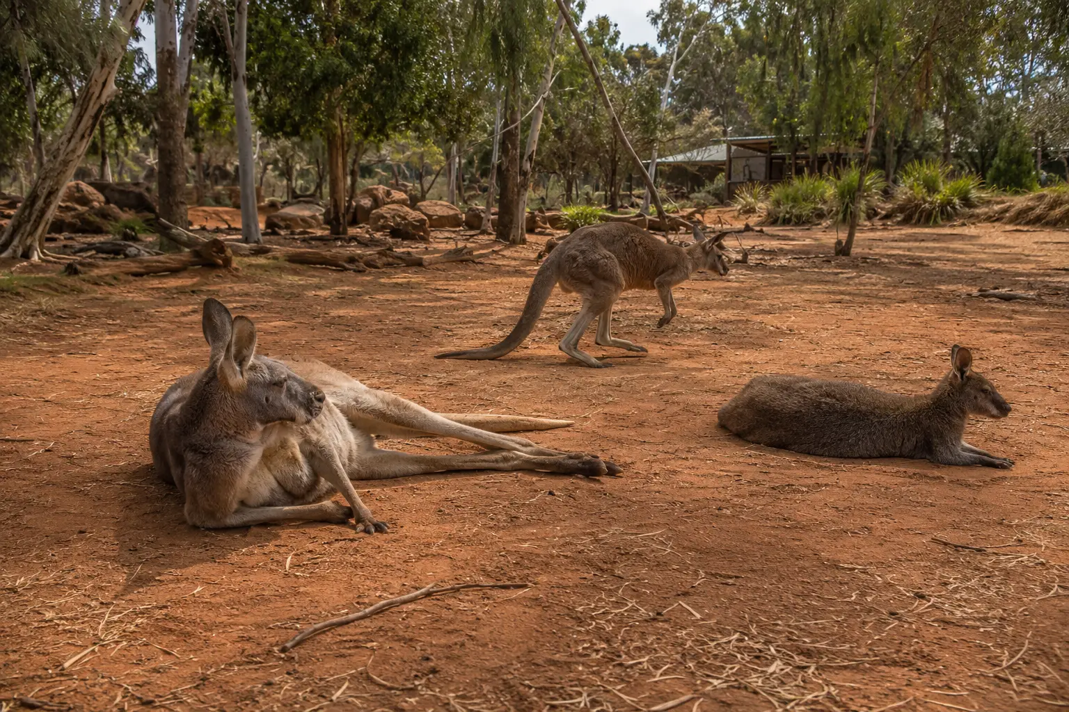 Kangaroos and wallabies resting on reddish dirt among eucalyptus trees