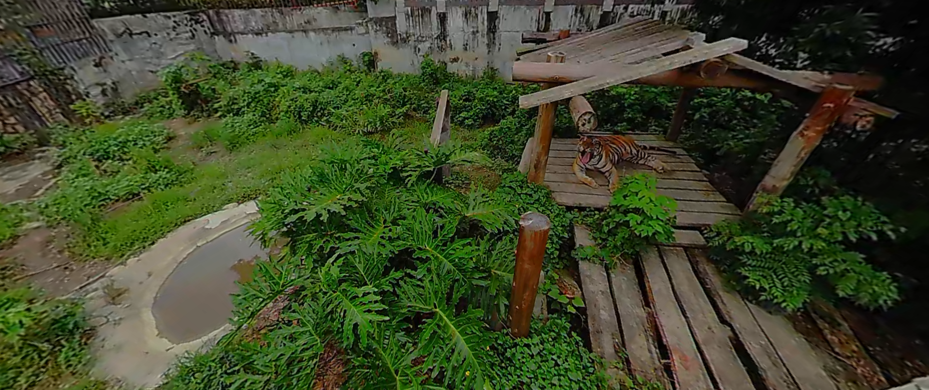 Bengal tiger resting on a wooden platform inside a lush green enclosure