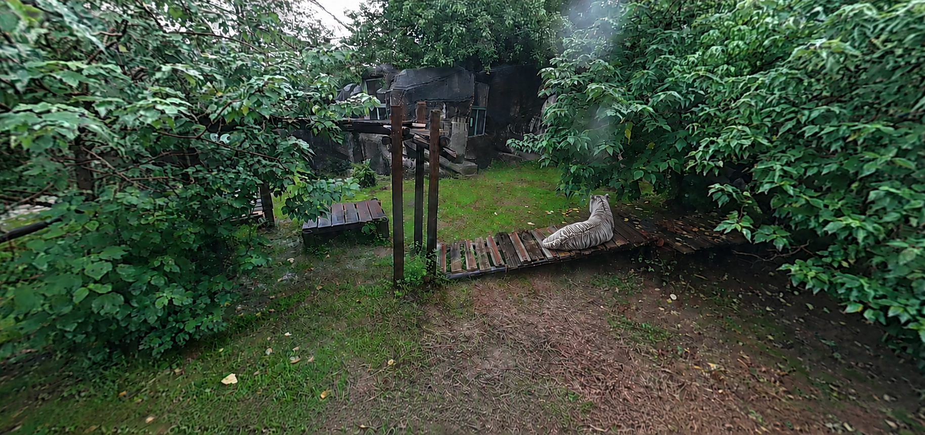 White tiger resting on a wooden platform inside a lush green enclosure